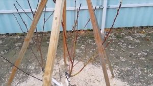 Персик. Весенняя обрезка саженца персика (2 год).