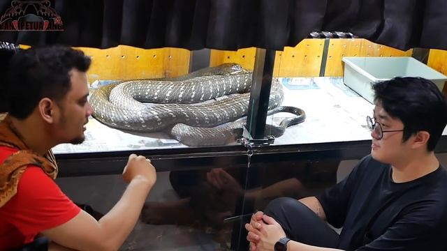 PASCA MAKAN PYTHON 3 METER KING COBRA GARAGA JADI GEDE BANGET ! смотреть онлайн