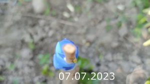 Прививка Хурмы май-июнь // persimmon grafting