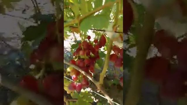 Сеянцы ультра ранних сортов винограда на 22 июля 2020 Виноградник Щереденкова В. А смотреть онлайн