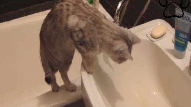Egyptian Mau / Египетская Мау смотреть онлайн