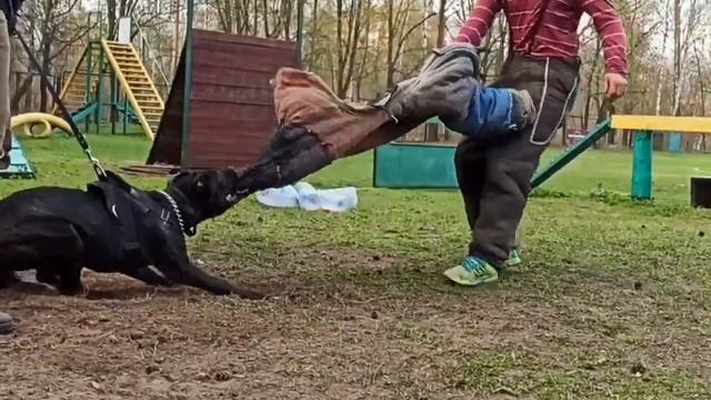 Бандог 7 месяцев, занятие по защите смотреть онлайн