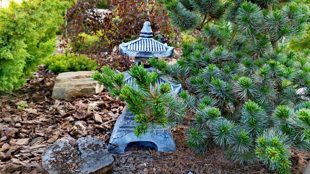 Моя коллекция редких хвойных! Часть ПерваяОбзор садаИюль 2023г смотреть онлайн