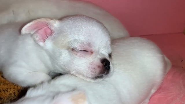 Спокойной ночи и сладких снов. смотреть онлайн