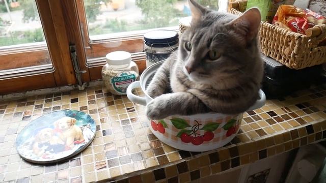 Котик у ёлки Joy Sunday вышивка смотреть онлайн