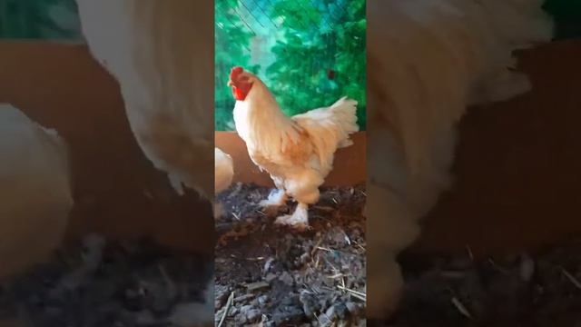 Brama Isabella white golden 1+1 Брама золотисто белая #chicken #куры #tovuqlar #товук #brama #brahm смотреть онлайн