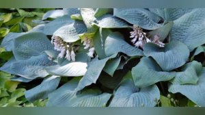 Гигантские хосты- красивое украшение тенистых уголков сада!