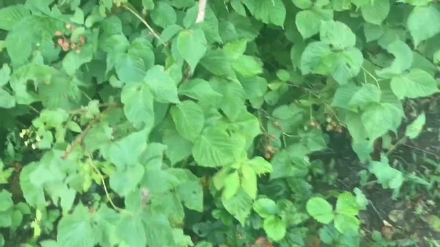 Дача огород теплица / планы на выходные/ подготовка к следующему сезону смотреть онлайн