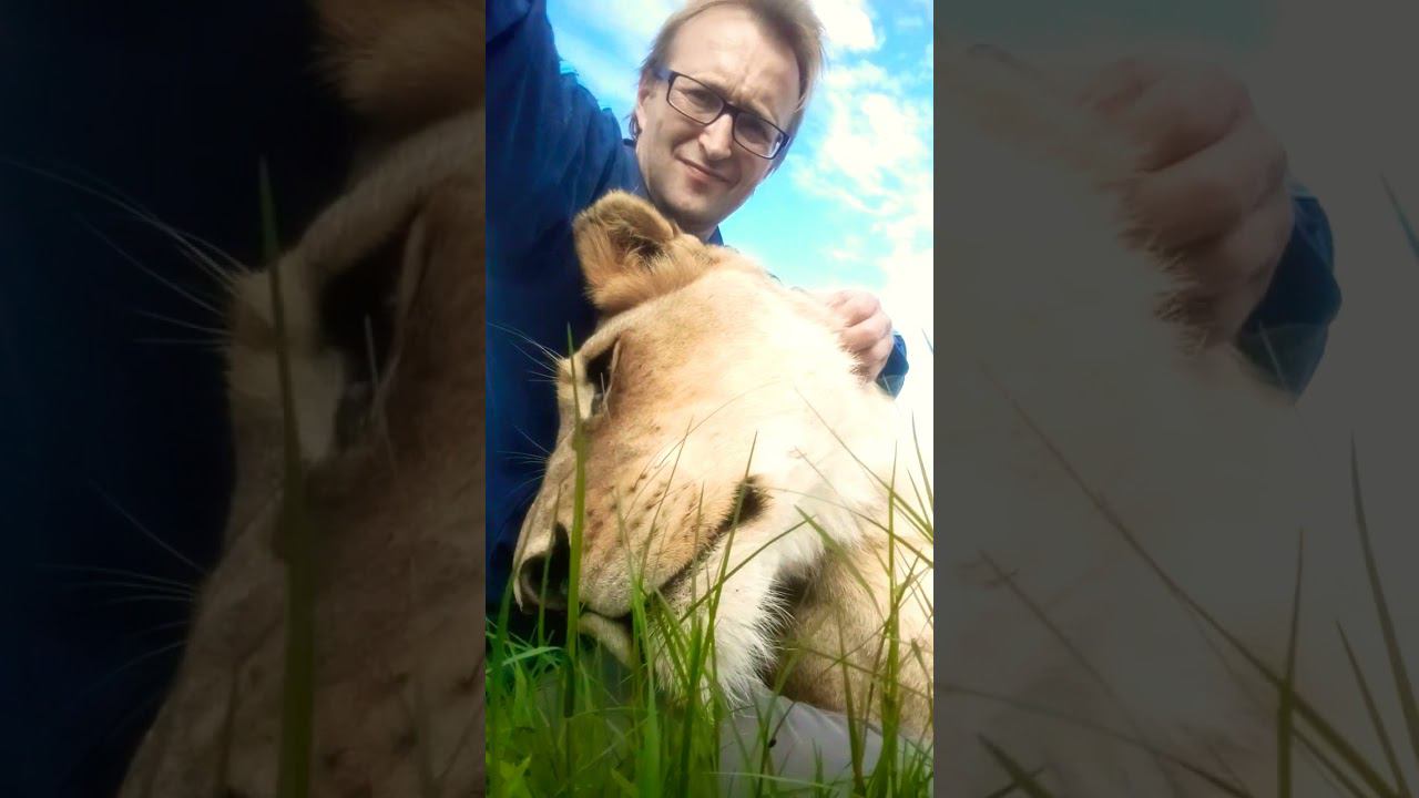 Lioness love смотреть онлайн