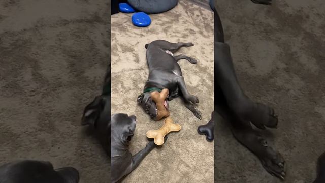 Игруны старшие 🥰🤣#tttt #canecorso #канекорсо #cane #canecorsoitaliano #канекорсоитальяно смотреть онлайн