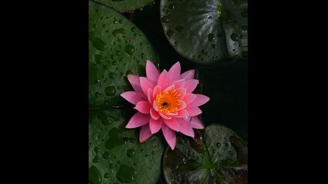 Бутоны лотосов качаются на стеблях... Стихи читает автор Демирина. Lotus buds sway on the stems.. смотреть онлайн