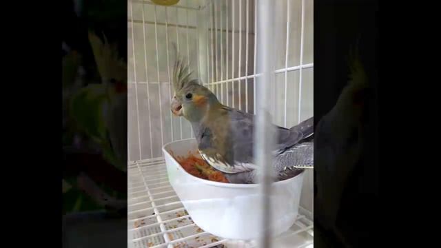 DON'T WORRY BE HAPPY Whistle Practice Cockatiel Bird Sings смотреть онлайн