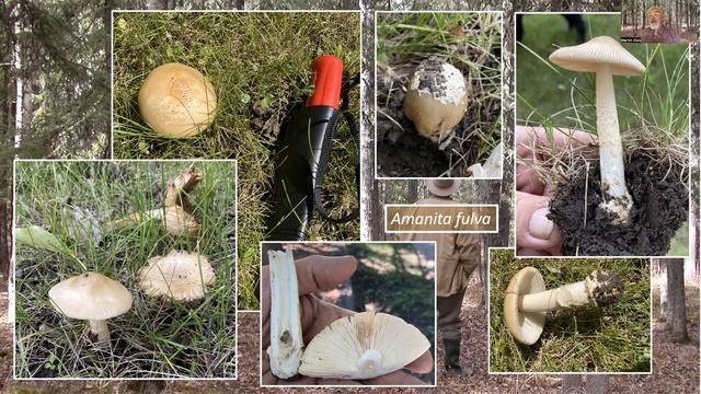 Urban summer mushroom foraging in Alberta No 2 смотреть онлайн