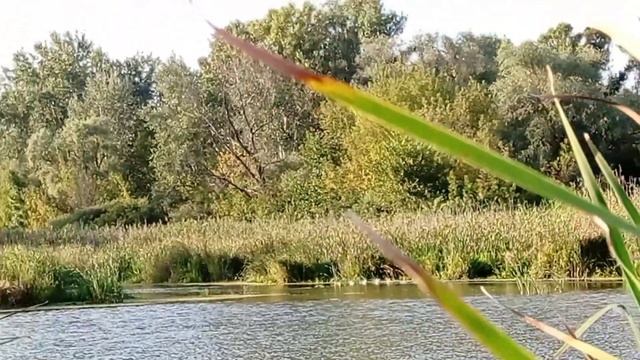 новый выезд с утками на воду с лодки. много утки такого количества утки я ещё не видел смотреть онлайн