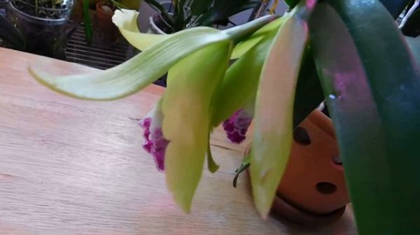 Orchids : Procatavola Jairak Green Star opens her blooms