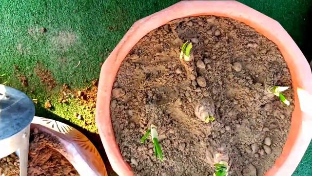 How to grow Narcissus plant | Nargis flowers | How to grow Daffodils смотреть онлайн