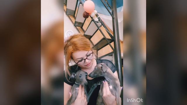 Мои красавицы! смотреть онлайн