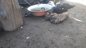 Что делать, когда индоутка  выводит утят?