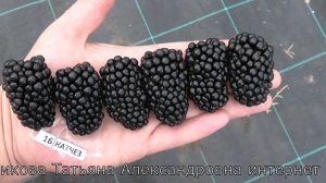ежевика сортов НАТЧЕЗ и ГАЙ