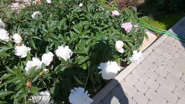 Что цветет в начале июня в моем саду! погода в июне в городе Лиски Воронежская область. смотреть онлайн