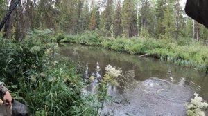 По болотным речушкам в поисках больших хариусов.Часть первая.