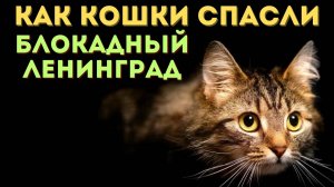 Мохнатый спецназ: Зачем в Ленинград завезли 5 000 кошек в 1943 году