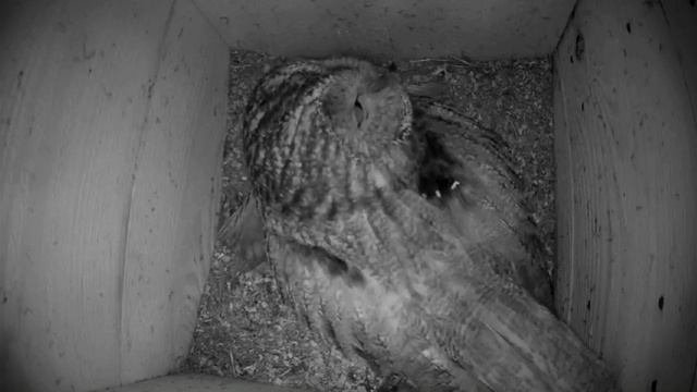 2016 04 13 серая неясыть час ночи смотреть онлайн