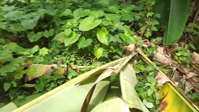 beburu homalomena // surganya homalomena variegata смотреть онлайн