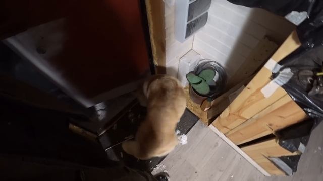 Козел жует метр восемьдесят на крыше под валящим снегом комп не тянет рендер. смотреть онлайн