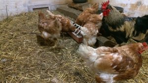 Пероед у кур и как с ним бороться