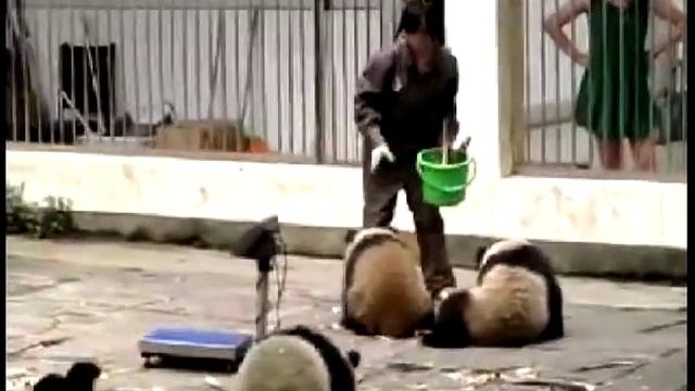 Смешные маленькие панды в зоопарке смотреть онлайн