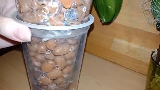 Первый полив орхидей реанимашек.