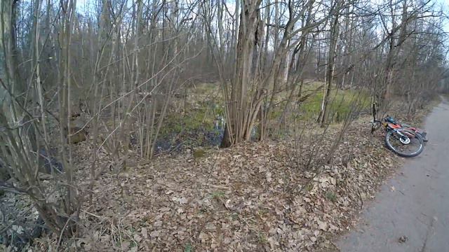 Лосиный остров 20.04.16. Неизвестный зверь :) смотреть онлайн