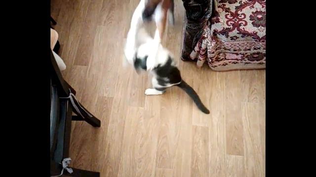 Кот борец смотреть онлайн