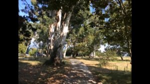 Берег эвкалиптов 4* - Hotel Bereg Evkaliptov - Абхазия, Гагра | обзор отеля, территория