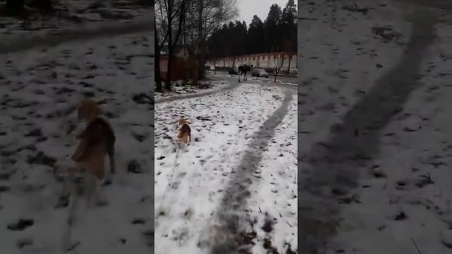 Бигль и лось ч.2 смотреть онлайн