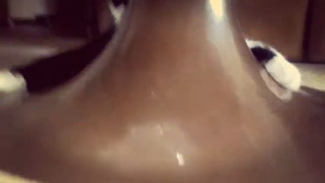 Мой кот играет 👍 смотреть онлайн