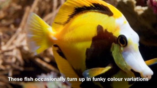 Brian the Yellow tang (Zebrasoma flavescens) смотреть онлайн