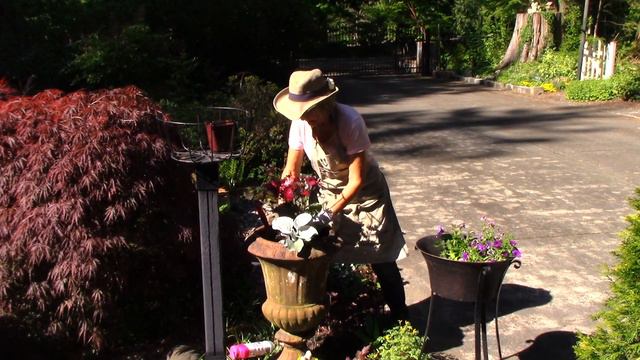 Planting Purple Splendor Container смотреть онлайн