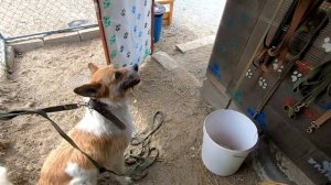 Собака тянет поводок, что делать? Как правильно гулять?