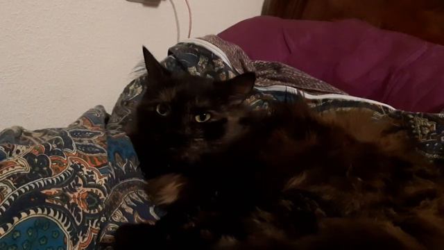 Банджи вылизывает Юмушку, затем Юмушка делает зёвушки #безкотаижизньнета #чищукартупамяти смотреть онлайн