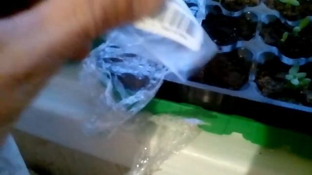 Семена банана с Pandao смотреть онлайн