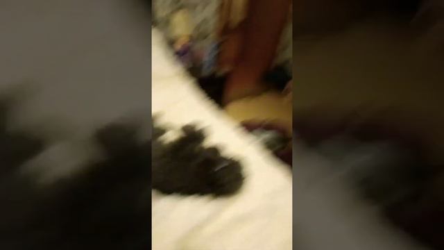 Характер моей собаки Элли. смотреть онлайн