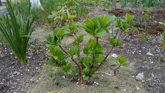 КРУПНОЛИСТНАЯ ГОРТЕНЗИЯ. КАКУЮ ТЕМПЕРАТУРУ МОЖЕТ ВЫДЕРЖАТЬ В СРЕДНЕЙ ПОЛОСЕ РОССИИ. ПОКАЗЫВАЮ. смотреть онлайн