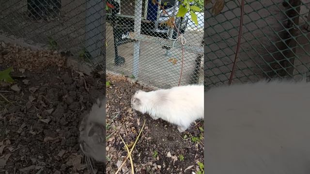 Страшный зверь🦔😻 #кубань смотреть онлайн