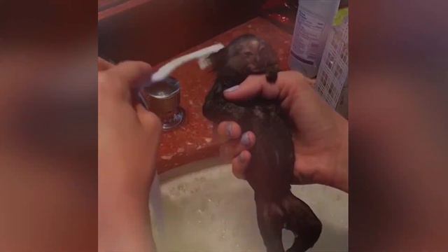 Прикольные смешные животные январь 🍕2️⃣.🤣Смех продлевает 💙! смотреть онлайн