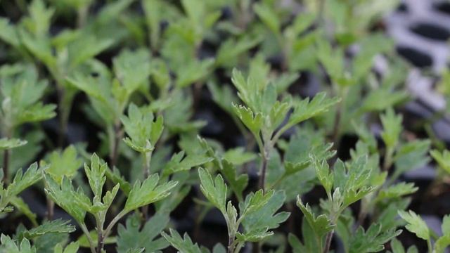 Хризантема Світанок | rozsada.com.ua смотреть онлайн