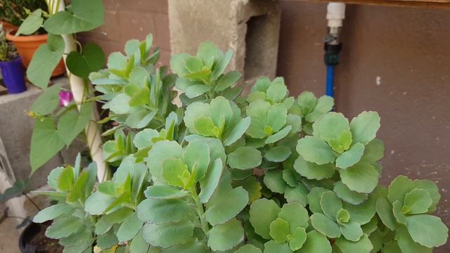 Kalanchoe Laxiflora CUIDADOS, Kalanchoe Laxiflora CARE смотреть онлайн