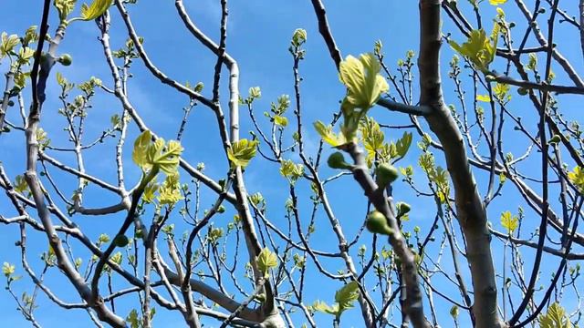 Собираю урожай, что у нас растет в саду в апреле. смотреть онлайн