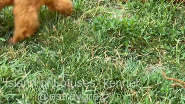 toy poodle puppy смотреть онлайн